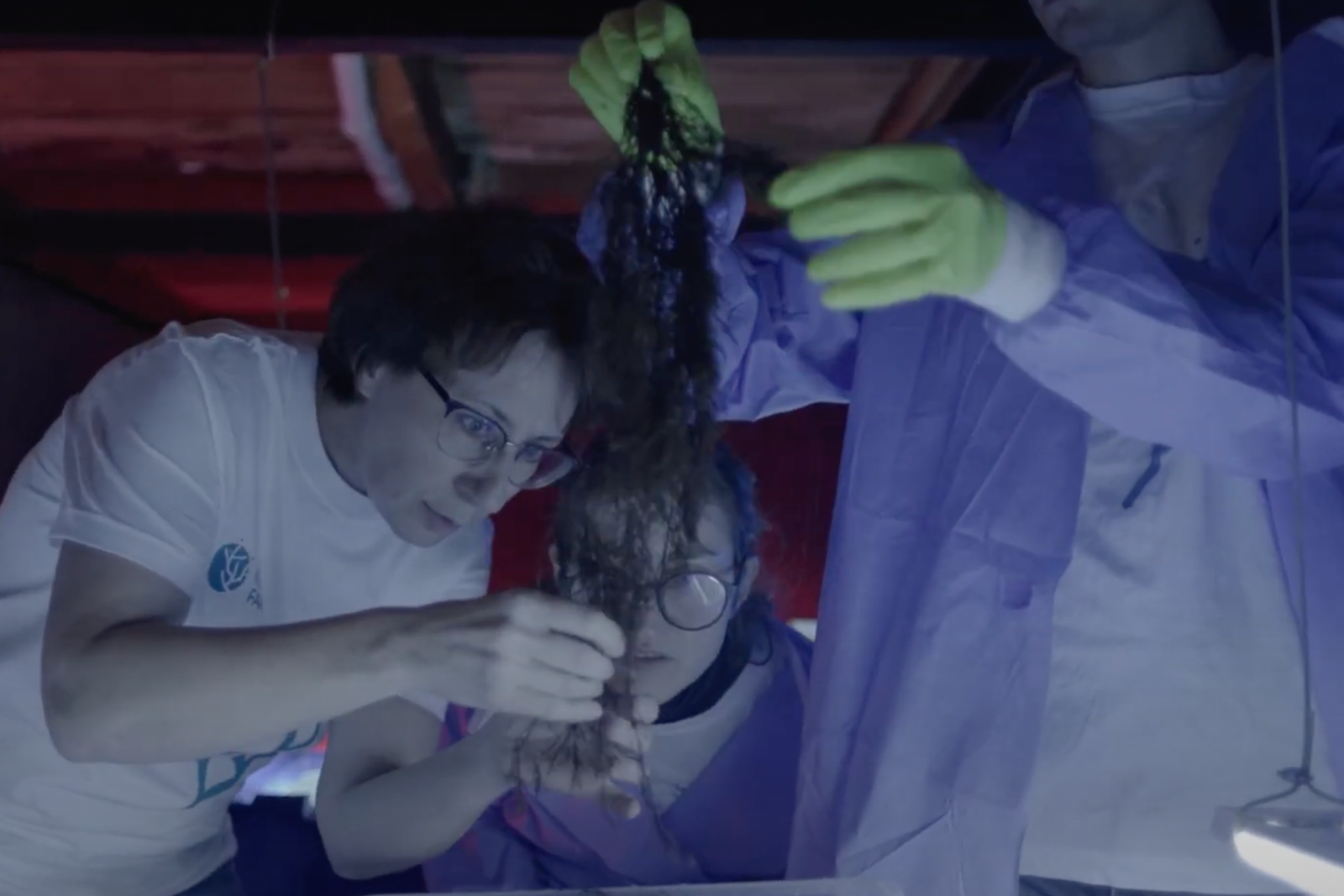 Seaweed cultivation is a global trend