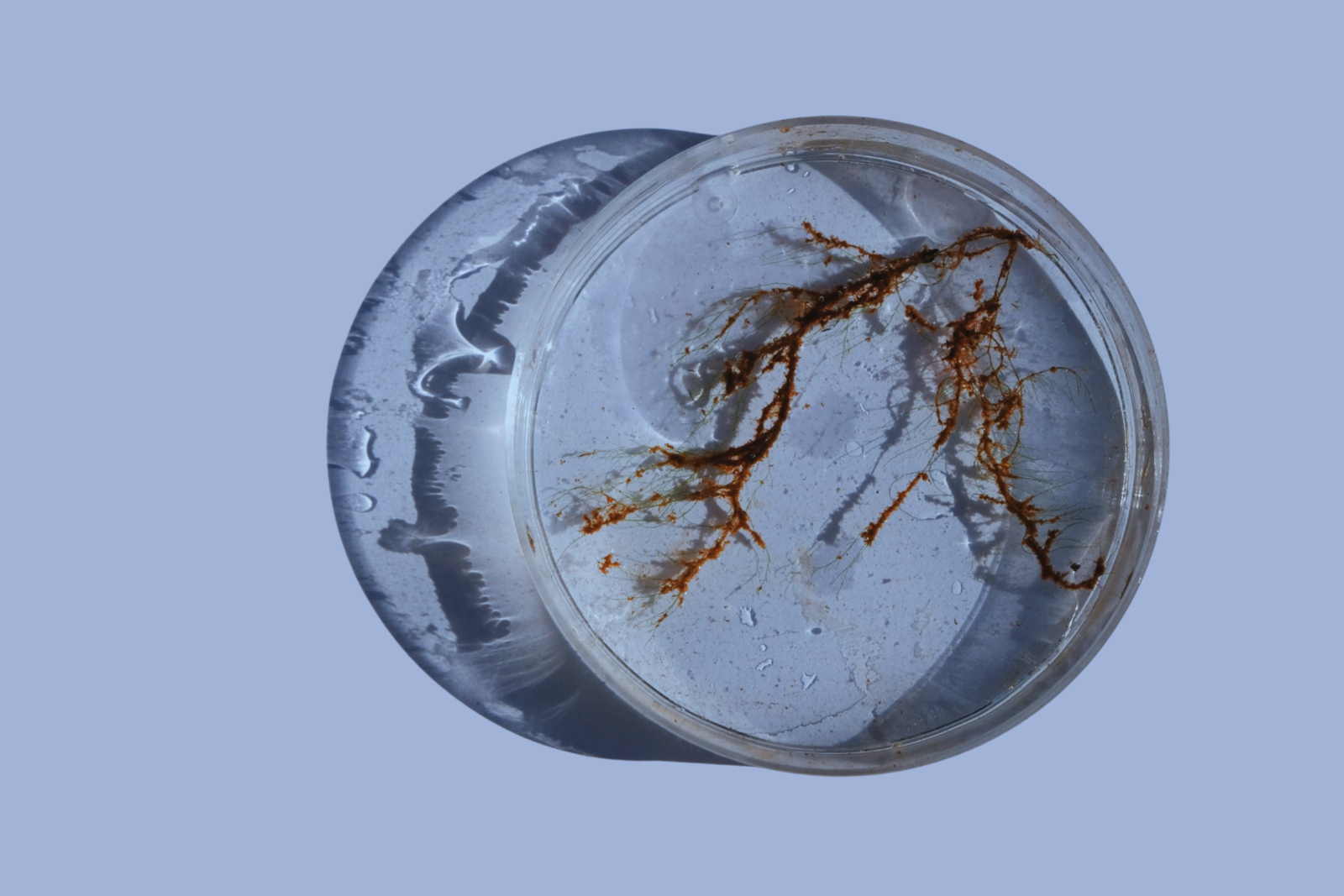 Studying algae resistance to oil pollution