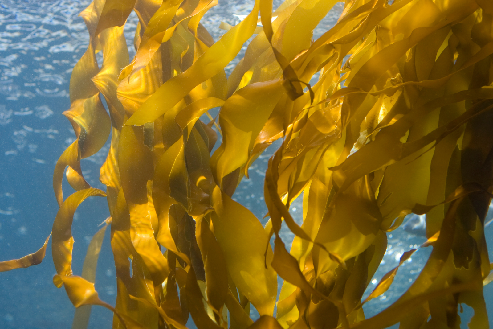 Premium Undaria from KELP FARMS