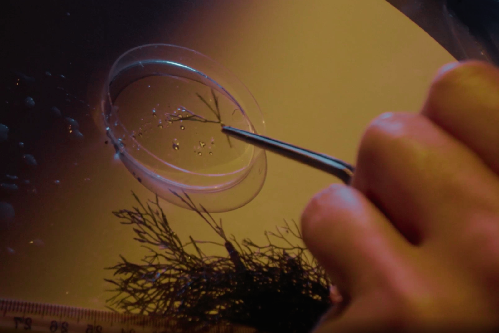 A natural solution against oil disasters: brown algae