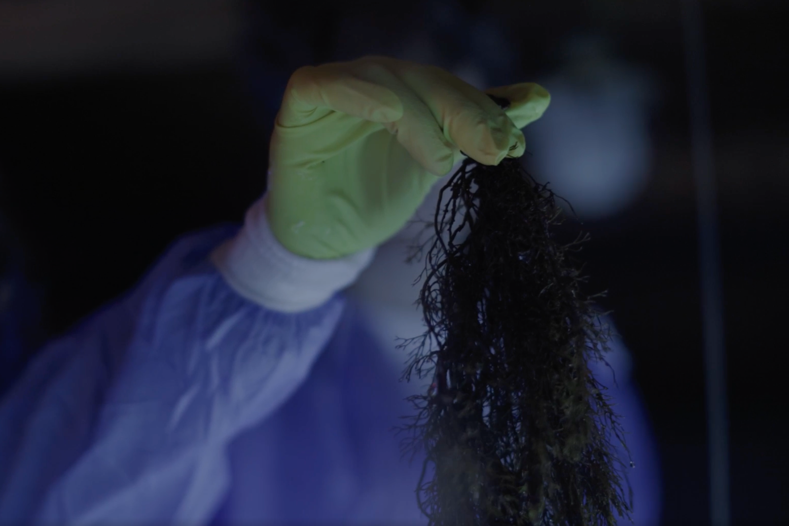 Brown algae Cystoseira barbata helps clean up the sea from oil pollution