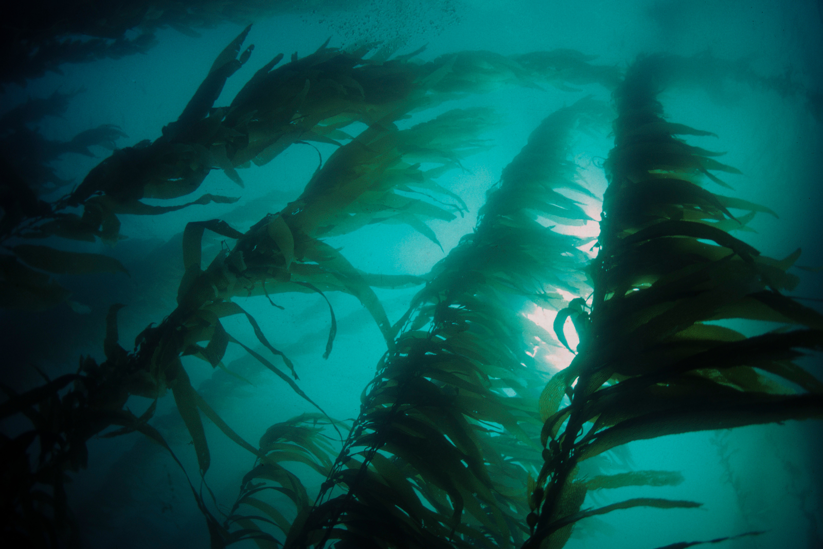 Interview with Dr. Mikhail Pletnev: Algae Technologies and Environmental Solutions