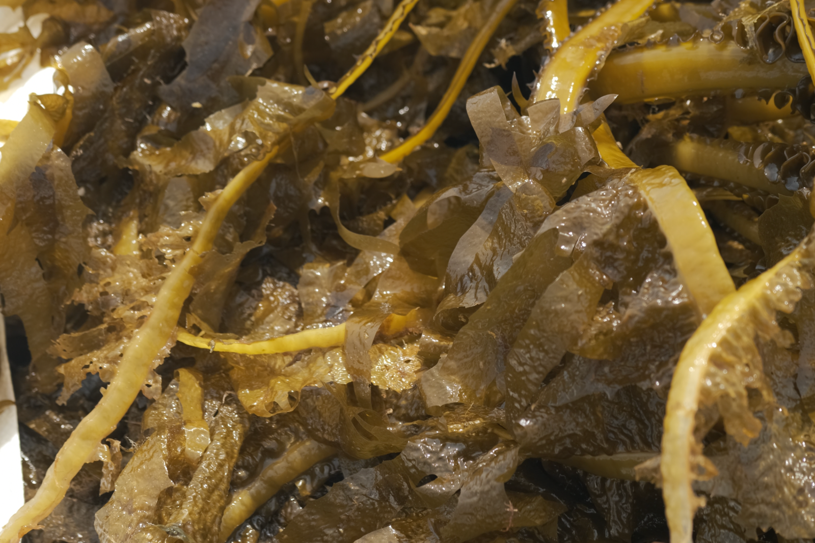 KELP FARMS: how algae is saving us from the climate crisis